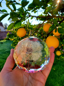 Real Flower Dandelion Paperweight Faceted Sphere Resin Art,2 3/4" Sphere, Memorial, Anniversary, Special Occasion, Paperweights