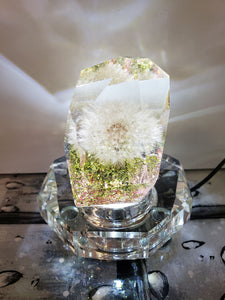 Resin Preserved Dandelion in 3D Resin Keepsake Lamp. Paperweight Keepsake. romantic memories of your wedding, anniversary.Beauty & Beast.