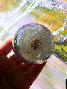 Dandelion Resin Paperweight! A thoughtful gift for a loved one! A half of large sphere, orb, globe, ball keepsake.Make a wish!Home decor.