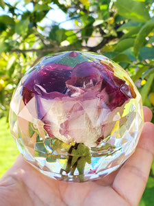 Forever Rose. Preserved Wedding Bridal Flowers Paperweight Keepsake Beauty and the Beast Rose - Real Rose preserved to last forever,